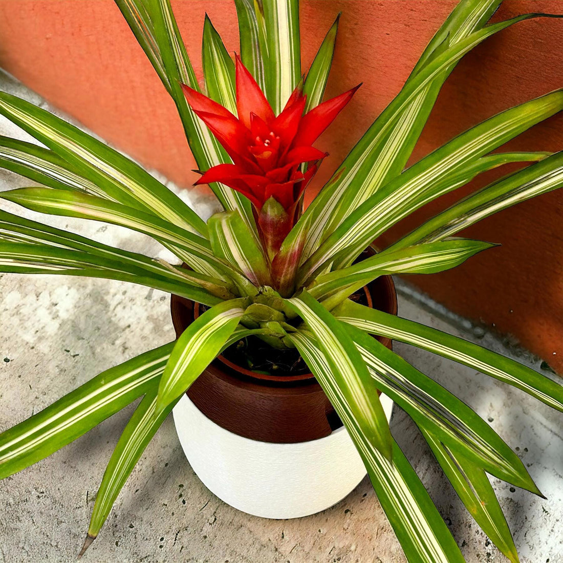 KYOTO Self Watering Planter | Japanese Minimalist Planter | Modern Indoor Plant Pot | Small & Large